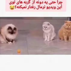 سلام وقت بخیر...🙌🌹🌹🌹🌹🌙