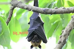 حدود20درصدکل پستانداران جهان راخفاش هاتشکیل میدهد