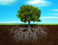درختان ، به ما می آموزند که پایبندی هر کس به اندازه ریشه 