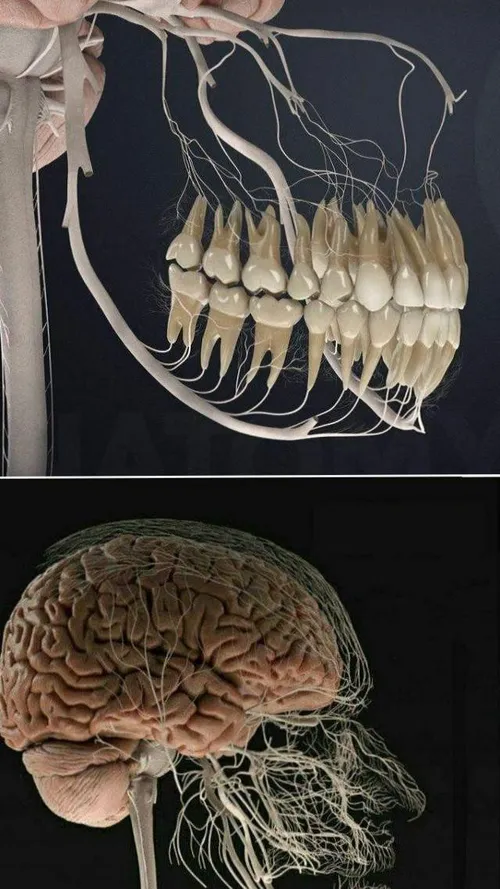 تصویری جالب از گسترش عصب های دندان