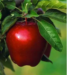 سیب ها را زیبا به تصویرکشیدند;