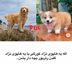 🐶نژاد سگ ها بچشون چه جوری میشه؟
ووش ننح اسلاید شیش🛀🌸