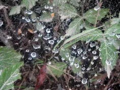 نوشهر - قطره های باران روی تارهای عنکبوت .