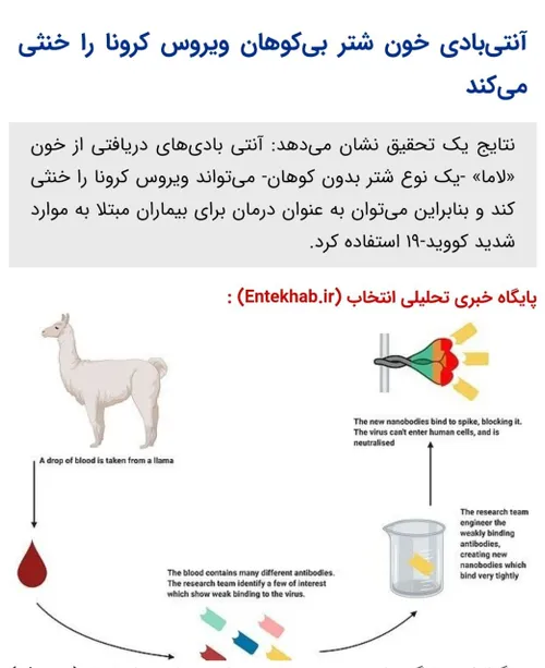 🔴 آنتی بادی خون شتر بی کوهان ویروس کرونا را خنثی می کند