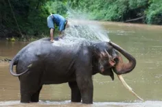 فیل آب باز