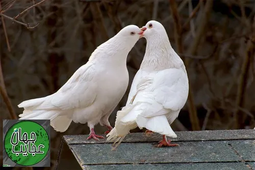 کبوتر ماده اگر تنها و دور از هم جنسان خود باشد،نمی تواند 