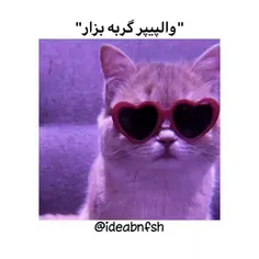 والپیپر گربه ای 😻