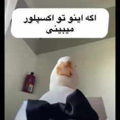 واغ🦆✨️✨️🎀