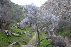 درخت پاسورک به زبان محلی الوک اگه اشتباه نکنم پر از شکوفه