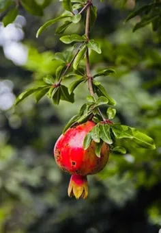 معبود زیبای من... شکرت ک هستی همیشه