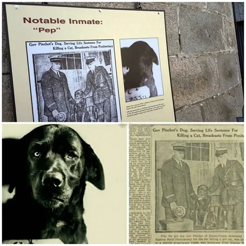 پیپ" نام سگی بود که در سال 1924 در حکمی عجیب به وسیله داد