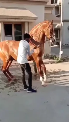 اسب مارواری