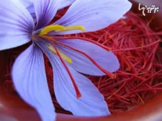 زعفران، ادویه و رنگ دهنده غذا، از گل خشک شده زعفران به دس