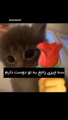 تگش کن بفهمه چقد دوسش داری🤍