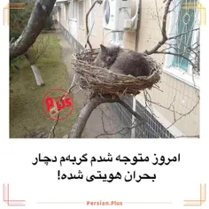 گوربه ببینید! 🥺🐈