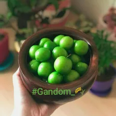 #Gandom_🌾