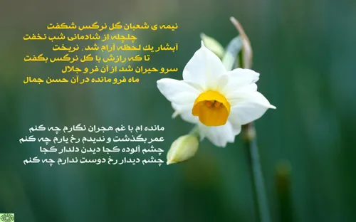 اگر امام زمان (عج) را در یابم،