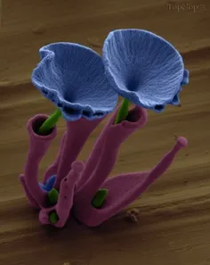 گل میکروسکوپی(با چشم دیده نمیشه)