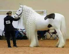 یه اسب هر چقد هم زیبا باشه، بازم اسبه، اسب!!!!