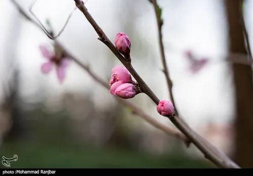 شکفتن شکوفه های بهاری در گیلان