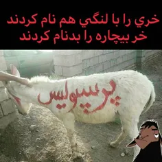 خر بیچاره