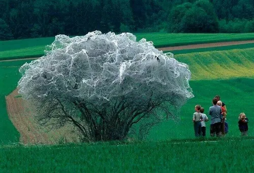 درختی پوشیده شده از هزاران پیله کرم ابریشم