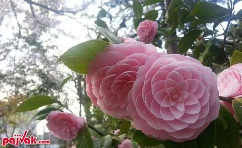 گل كامليا ژاپني
