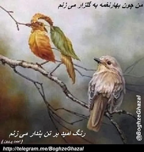 من چون بهار نغمه به گلزار می زنم / بر خاک عشق بوسه ی بسیا