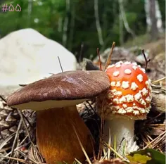 🖼️#55:🍄