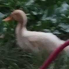 اصکی ممنوع عکسه مال خودمه اصکی ممنوع 🚫 
