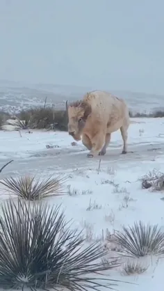 گاومیش کوهان‌دار سفید کمیاب Rare White Wyoming Bison و با
