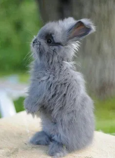 #خرگوشها