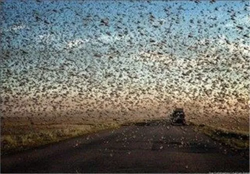 سیل بزرگ ملخ ها از عربستان در راه ایران