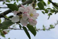 #شکوفه های#سیب