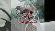 اولاف 