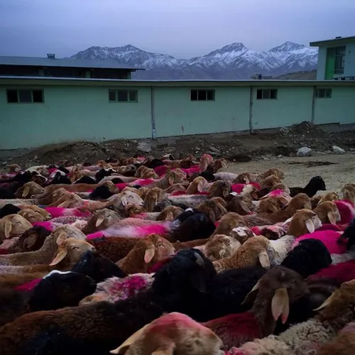 Colour coded sheep on the eastern outskirts of Kabul and 