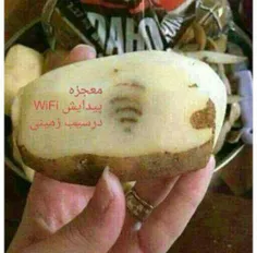 دیگه سیب زمینی هم فهمیده ما‌محتاج WiFiهستیم