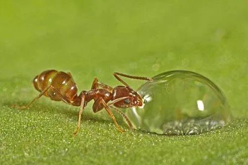 مورچه ددر حال نوشیدن اب