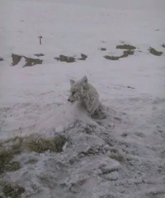روباهی بر اثر شدت سرما در محدوده شهرستان چالدران آذربایجا