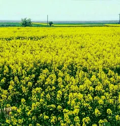 مزارع زیبای شهرستان مراغه در اردیبهشت ماه 😍 