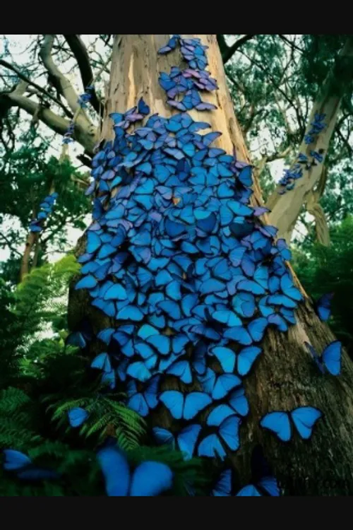شبتون به زیباییه پروانه ها