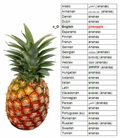 می‌دونستین آناناس تو اغلب زبان‌های دنیا اسمش آناناسه بجز 