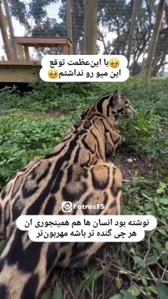 از شما بعیده سلطان😅🐆