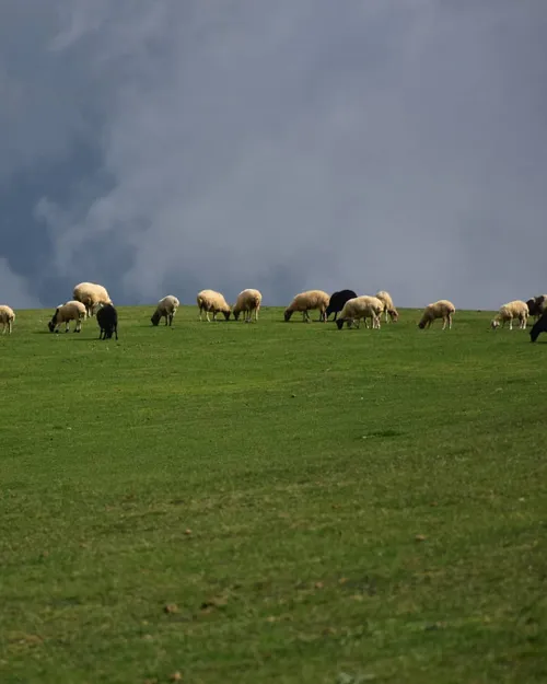 زندگی در ارتفاعات تالش ، بر فراز ابرها زیباست . 🌬🌹