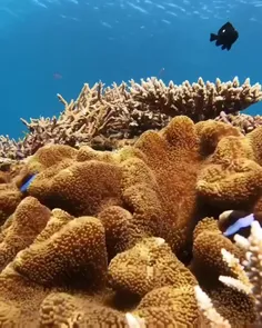 شقایق ماهی مرجانی (Amphiprion akindynos)، گونه‌ای از شقای