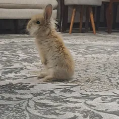 خرگوشم رو نگاه کنین
