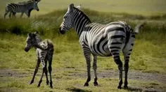 گورخر Zebra اسب‌های آفریقایی با پوشش راه راه سیاه و سفید 