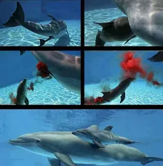 لحظه بی نظیر زایمان دلفین