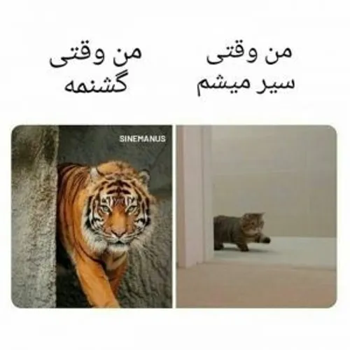 دقیقا وقتی گشنه میشی سگ میشی🤣🤣👍👍