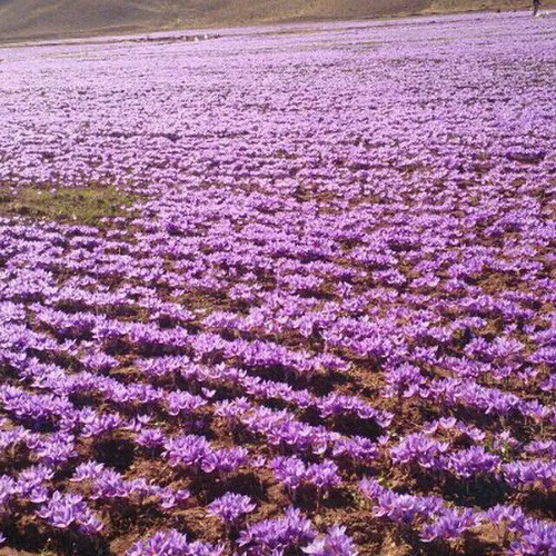مزرعه زعفران آریایی - روستای ساق شهرستان زاوه